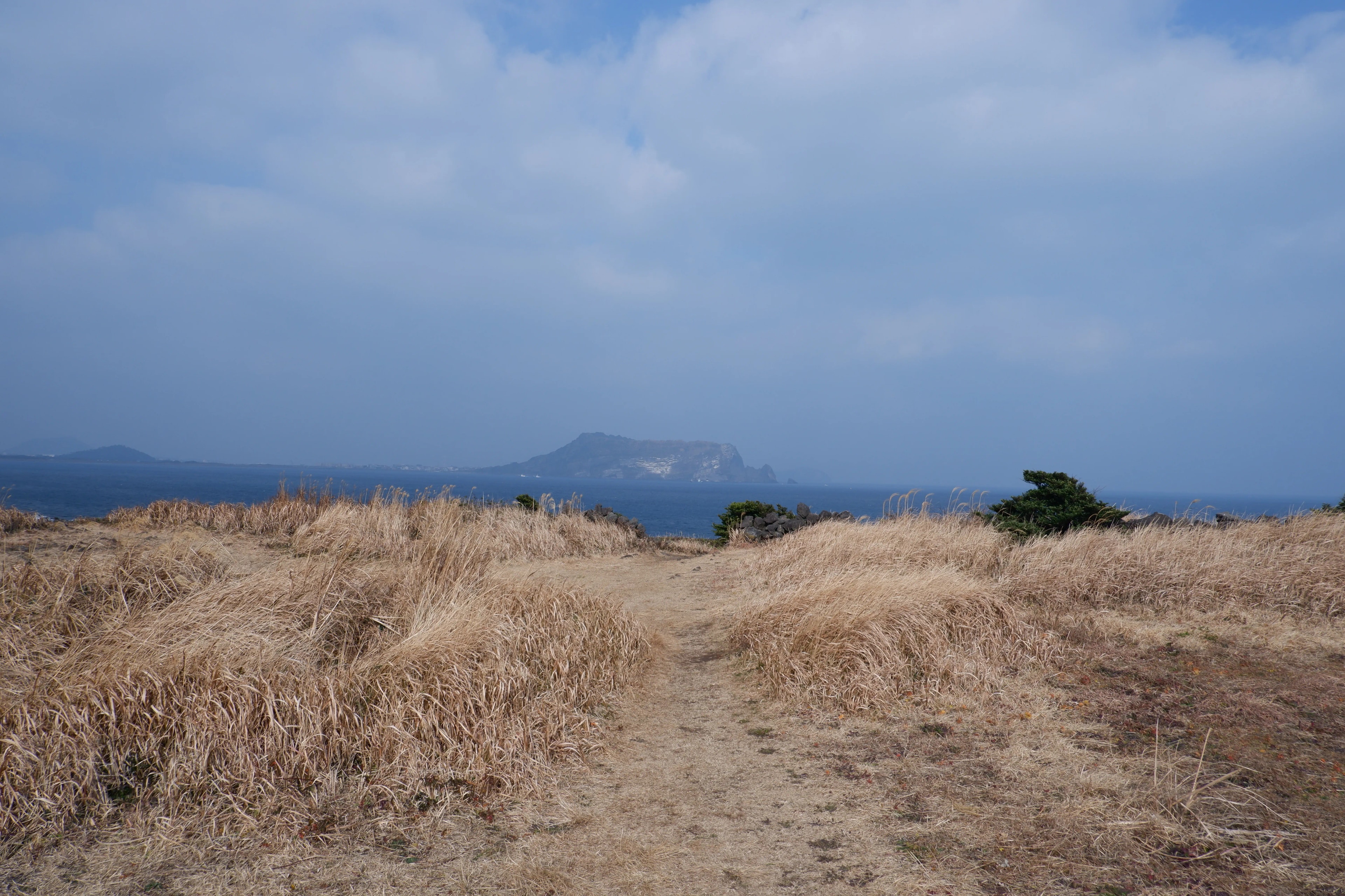 A windswept path beside the Jeju sea